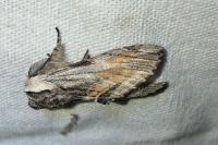 Harpyia milhauseri