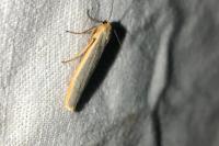 Manulea complana