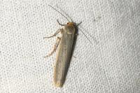 Manulea complana
