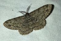 Hypomecis punctinalis