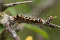 Acronicta tridens