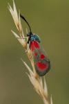 Zygaena loti