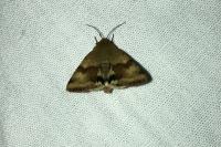 Heliothis viriplaca