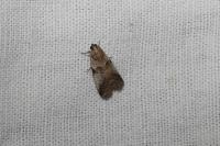 Acrobasis sp (glaucella/falouella)