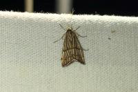 Chrysocrambus linetella