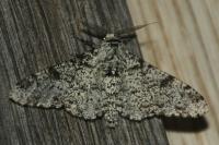 Biston betularia