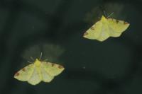 Opisthograptis luteolata
