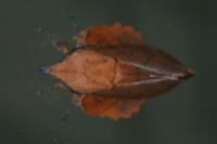 Gastropacha quercifolia