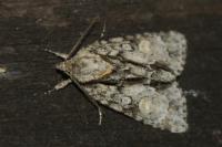 Acronicta strigosa