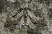 Harpyia milhauseri