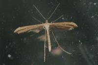 Emmelina monodactyla