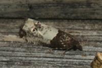 Notocelia roborana