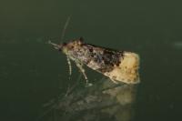 Hedya ochroleucana