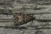 Eudonia mercurella