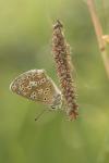 Aricia agestis