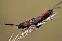 Zygaena transalpina
