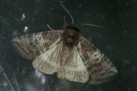 Tethea ocularis