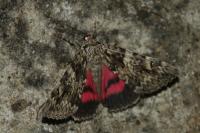 Catocala promissa