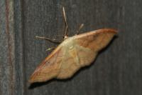Idaea rubraria
