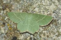 Thalera fimbrialis