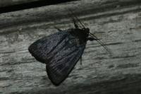 Amphipyra livida