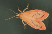 Miltochrista miniata