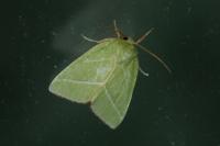 Pseudoips prasinanus
