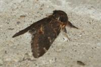 Notodonta dromedarius