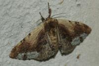 Ptilodon cucullina