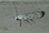 Myelois circumvoluta