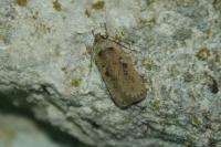 Agonopterix yeatiana