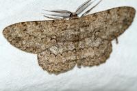 Hypomecis punctinalis