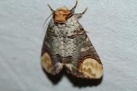 Phalera bucephala