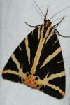Euplagia quadripunctaria