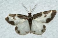 Lomaspilis marginata