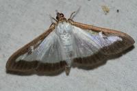 Cydalima perspectalis