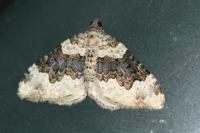Epirrhoe galiata