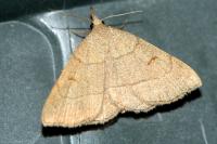 Paracolax tristalis