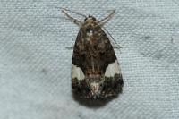 Tyta luctuosa