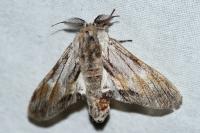 Harpyia milhauseri