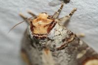 Phalera bucephala