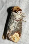 Phalera bucephala
