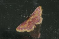 Idaea muricata