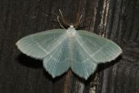 Jodis lactearia