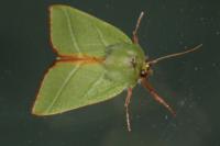 Pseudoips prasinanus