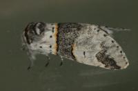 Furcula bifida