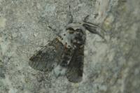 Furcula furcula
