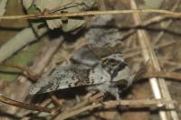 Furcula furcula