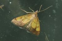 Evergestis limbata