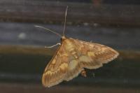 Ostrinia nubilalis